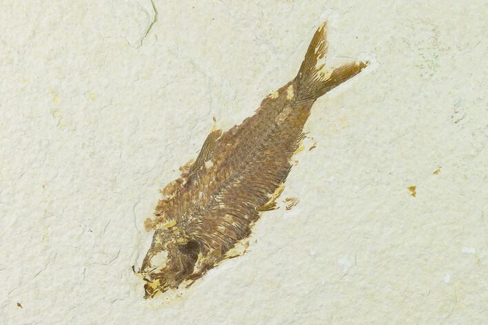 Fossil Fish (Knightia) - Green River Formation - Wyoming #136540